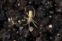 Tetragnatha