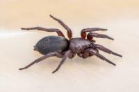 Scotophaeus