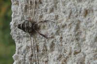 Dicranopalpus ramosus