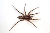 Liocranum rupicola
