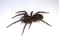 Amaurobius ferox