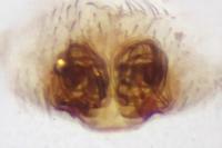 Hyptiotes flavidus
