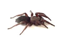 Scotophaeus scutulatus