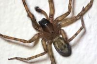 Amaurobius