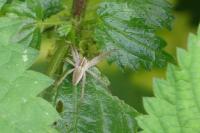 Pisaura mirabilis