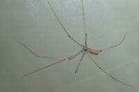 Pholcus phalangioides