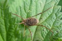 Phalangium opilio