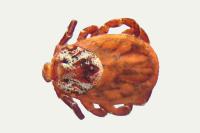 Dermacentor reticulatus