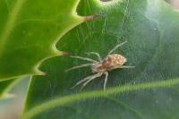 Nigma flavescens