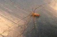 Pholcus phalangioides