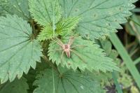 Pisaura mirabilis