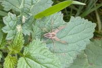 Pisaura mirabilis