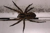 Zoropsis spinimana