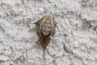 Zygiella x-notata
