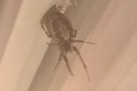 Zygiella x-notata