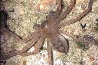 Olios argelasius