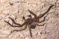Olios argelasius