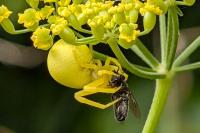 Misumena vatia