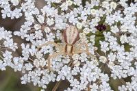 Runcinia grammica