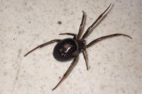 Steatoda grossa