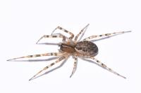 Neriene montana