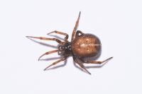 Steatoda bipunctata