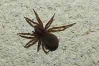 Trochosa