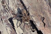 Zoropsis spinimana