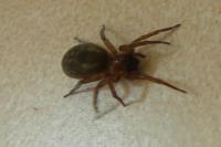 Amaurobius
