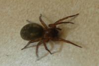 Amaurobius