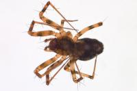 Lepthyphantes minutus