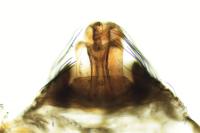 Lepthyphantes minutus