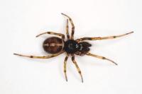 Steatoda bipunctata