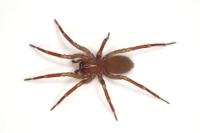 Cicurina cicur