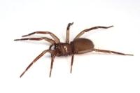 Cicurina cicur