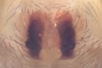 Cicurina cicur
