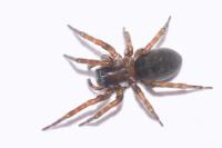 Amaurobius erberi