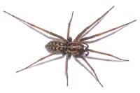 Eratigena saeva