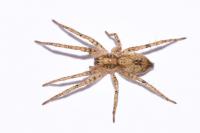 Anyphaena accentuata