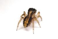 Pseudeuophrys lanigera