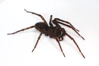 Amaurobius ferox