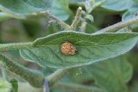 Agalenatea redii