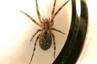 Zoropsis spinimana