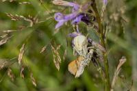 Misumena vatia
