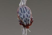 Dermacentor reticulatus