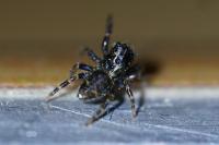 Pseudeuophrys erratica