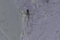 Pholcus phalangioides