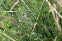Argiope bruennichi