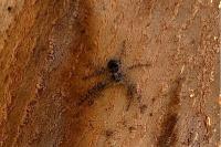 Philodromus