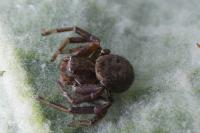 Xysticus